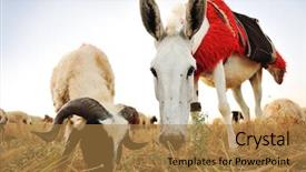  Presentation with courage - Slides enhanced with two cute curious lambs - courage new faces looking background and a coral colored foreground