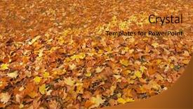  Presentation with dead leaves - Audience pleasing presentation consisting of cover of dead maple leaves backdrop and a  colored foreground