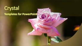  Presentation with park - PPT layouts enhanced with cover tea garden - only rose in park background and a  colored foreground