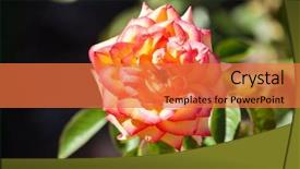  Presentation with 18th birthday rose gold - Slide deck with cover tea garden - only rose in park background and a  colored foreground
