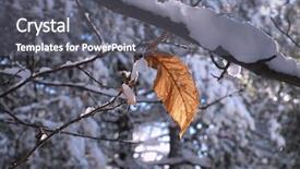  Presentation with forest - Colorful slides enhanced with covered forest of etna park backdrop and a gray colored foreground
