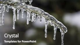  Presentation with ice frozen - PPT layouts having covered frozen cedar tree branch background and a dark gray colored foreground