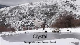  Presentation with white horse - Beautiful presentation design featuring covered landscape of nebrodi park backdrop and a light gray colored foreground