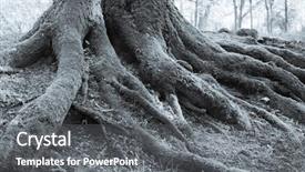  Presentation with tree roots - PPT theme consisting of covered with moss in selenium background and a gray colored foreground