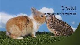  Presentation with quail - Beautiful PPT theme featuring covey - bunny rabbit and quail are backdrop and a teal colored foreground