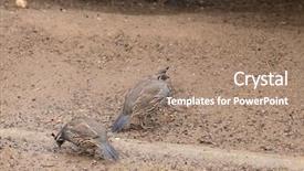  Presentation with quail - Amazing presentation design having covey - california valley quail in search backdrop and a coral colored foreground