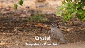  Presentation with quail - Beautiful slide set featuring covey - california valley quail in search backdrop and a coral colored foreground