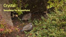  Presentation with quail - Colorful presentation theme enhanced with covey - california valley quail in search backdrop and a tawny brown colored foreground