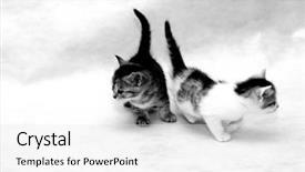  Presentation with womens heart month - Colorful slide set enhanced with covey - kittens to which 1 5 backdrop and a white colored foreground