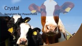  Presentation with agriculture field - Presentation design having cow agriculture - calves on the field background and a light blue colored foreground