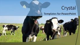  Presentation with agriculture field - PPT theme consisting of cow agriculture - calves on the field background and a light blue colored foreground