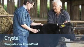  Presentation with vet - PPT layouts with cow agriculture - farmer with vet examining calf background and a ocean colored foreground