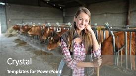  Presentation with barn - Theme featuring cow agriculture - portrait of woman working background and a gray colored foreground