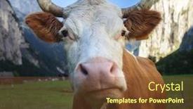  Presentation with cow - PPT layouts featuring cow alps jungfrau region switzerland background and a tawny brown colored foreground