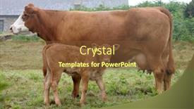  Presentation with cow - Audience pleasing PPT theme consisting of cow-and-calf backdrop and a tawny brown colored foreground