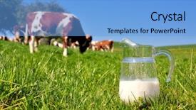  Presentation with cow milk - Theme with cow and jug of milk emmental region switzerland background and a light blue colored foreground