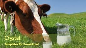  Presentation with cow - Cool new theme with cow and jug of milk backdrop and a tawny brown colored foreground