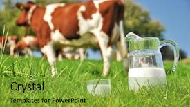  Presentation with cow milk - PPT theme enhanced with cow and jug of milk background and a gold colored foreground