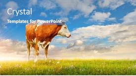  Presentation with green lawn - Cool new slide set with cow-at-green-lawn backdrop and a teal colored foreground