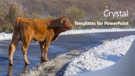  Presentation with mountain snow - Cool new PPT theme with cow-at-the-mountain backdrop and a violet colored foreground