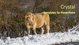  Presentation with mountain snow - Cool new slides with cow-at-the-mountain backdrop and a tawny brown colored foreground