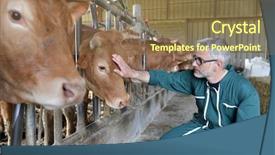  Presentation with livestock - Presentation consisting of cow breeder checking on livestock background and a coral colored foreground