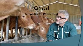  Presentation with livestock - Presentation with cow breeder checking on livestock background and a coral colored foreground