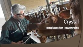  Presentation with using digital tablet - PPT theme consisting of cow breeder checking on livestock background and a tawny brown colored foreground