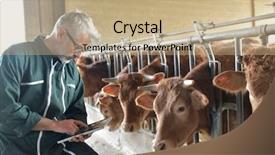  Presentation with livestock - Amazing slide set having cow breeder checking on livestock backdrop and a coral colored foreground