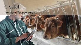  Presentation with livestock - Beautiful PPT theme featuring cow breeder checking on livestock backdrop and a coral colored foreground