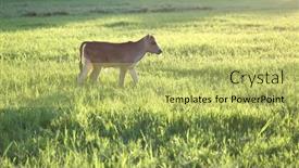  Presentation with cow - PPT layouts having cow-calf-standing background and a yellow colored foreground