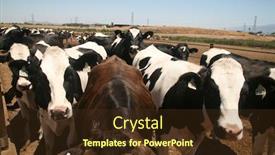  Presentation with dairy farm - Amazing slides having cow cows on a dairy backdrop and a tawny brown colored foreground