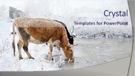  Presentation with cow - Slide deck featuring cow drinking water background and a sky blue colored foreground