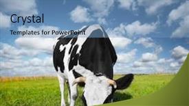  Presentation with cow - Theme consisting of cow eating green grass background and a teal colored foreground