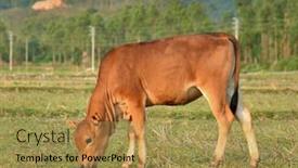  Presentation with cow - Colorful presentation design enhanced with cow-eating-in-the-meadow backdrop and a yellow colored foreground