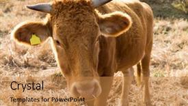  Presentation with agriculture - Colorful presentation theme enhanced with cow farm agriculture backdrop and a gold colored foreground