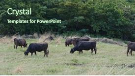  Presentation with funny cow on cow farm - Cool new presentation design with cow farm in ishigaki island backdrop and a  colored foreground