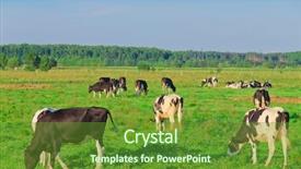  Presentation with animals - PPT layouts featuring cow field fresh grass - meadow animals view background and a tawny brown colored foreground