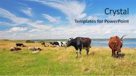  Presentation with pasture - PPT theme enhanced with cow field fresh grass - pasture background and a light blue colored foreground