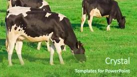  Presentation with cow milk - PPT layouts featuring cow field fresh grass - village view producing milk background and a tawny brown colored foreground