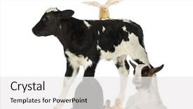  Presentation with goat farm - Amazing presentation having cow goat - farm animals backdrop and a white colored foreground