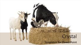  Presentation with goat farm - Presentation design enhanced with cow goat - group of farm animals standing background and a gold colored foreground