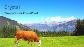  Presentation with mountain view - Beautiful slide deck featuring cow-grazing-in-a-mountain backdrop and a light gray colored foreground