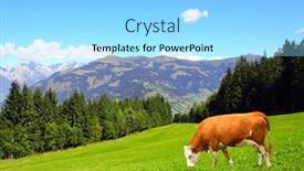  Presentation with mountain view - Amazing presentation design having cow-grazing-in-a-mountain backdrop and a arctic colored foreground