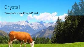  Presentation with mountain view - Amazing presentation having cow-grazing-in-a-mountain backdrop and a light blue colored foreground