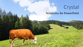  Presentation with mountain view - Theme featuring cow-grazing-in-a-mountain background and a light blue colored foreground