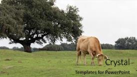  Presentation with grazing - PPT theme featuring cow grazing in the pasture background and a tawny brown colored foreground