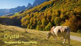  Presentation with breeding cow - Theme enhanced with cow-grazing-in-the-pyrenees background and a  colored foreground