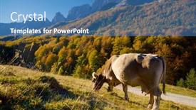  Presentation with grazing - Presentation theme featuring cow-grazing-in-the-pyrenees background and a teal colored foreground