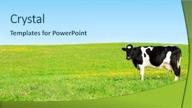  Presentation with grazing - Colorful slide set enhanced with cow grazing on a green backdrop and a light blue colored foreground